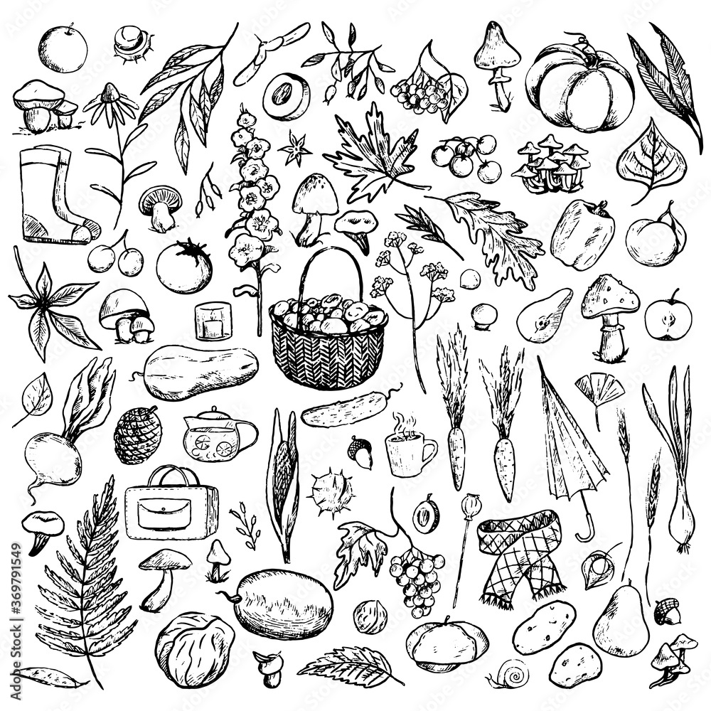 Big collection of Autumn theme doodles. Hand drawn vector illustrations. Simple contour drawings of mushrooms, plants, clothing, leaves, harvest. Outline vintage elements isolated on white for design.