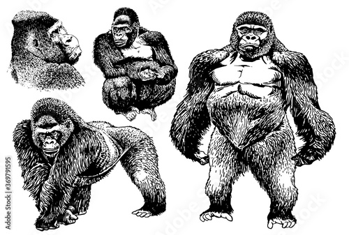 Graphical set of monkeys and gorillas isolated on white background, vector illustration , elements for printing and tattoo
