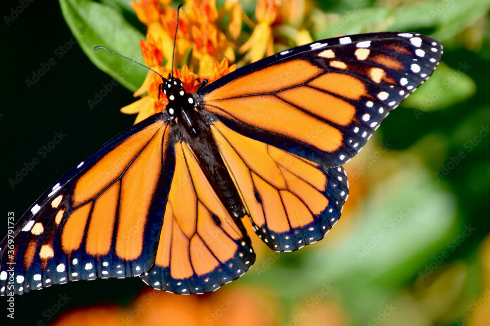 A top view of a male monarch butterfly (Danaus plexippus) on flowering Butterfly weed (Asclepias tuberosa). Closeup. Copy space. Long Island, New York. A top view of a male monarch butterfly (Danaus plexippus) on flowering Butterfly weed (Asclepias tuberosa). Closeup. Copy space. Long Island, New York.