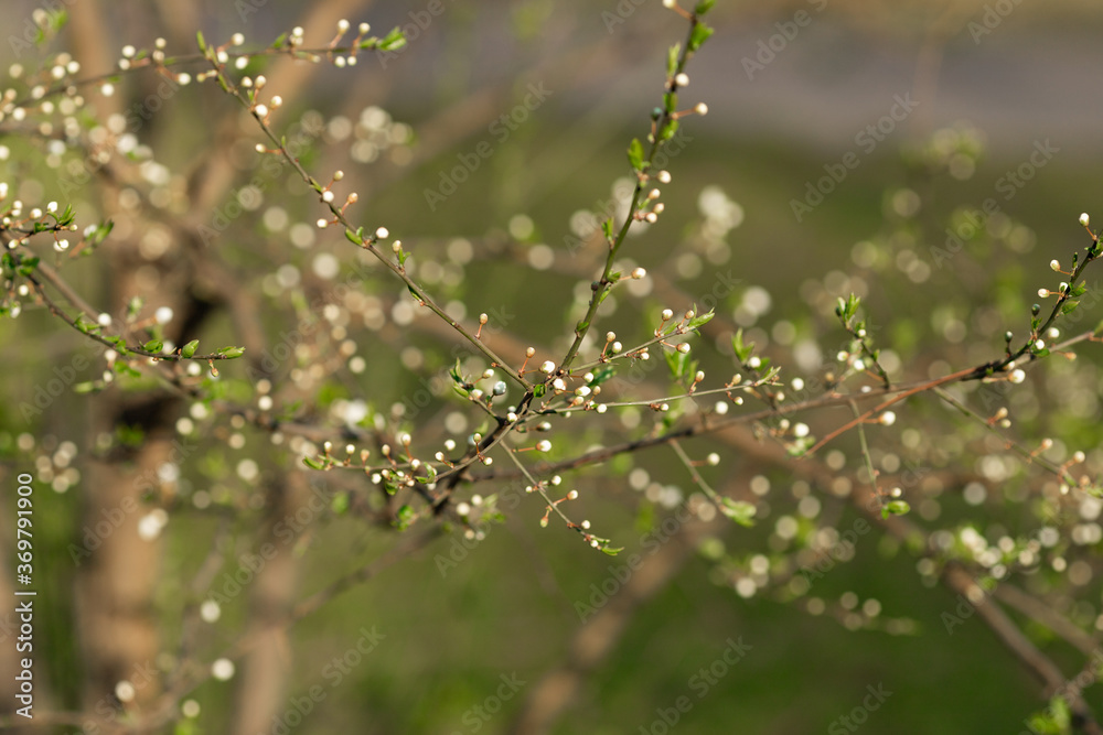Blooming tree in the garden. Selective focus nature. Spring Blooming tree in the garden. Selective focus nature. Spring