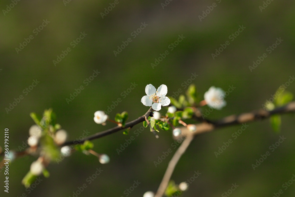 Blooming tree in the garden. Selective focus nature. Spring Blooming tree in the garden. Selective focus nature. Spring