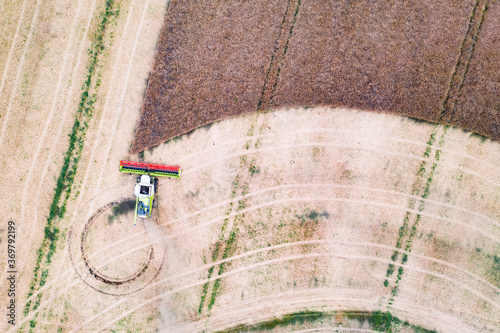 Fotografija Harvesting oilseed rape in autumn field
