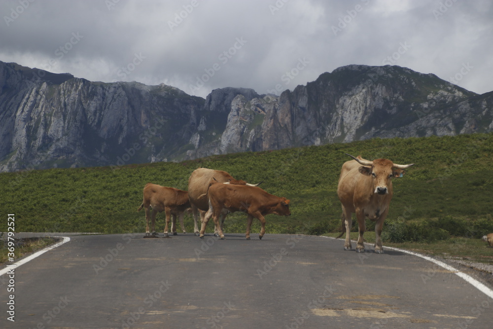 Obraz premium Cows in a mountainous landscape
