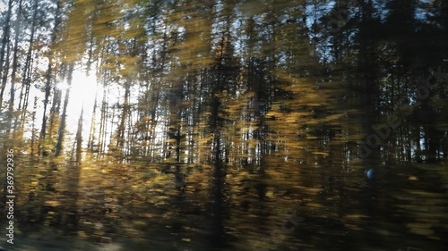 Blurred forest in autumn