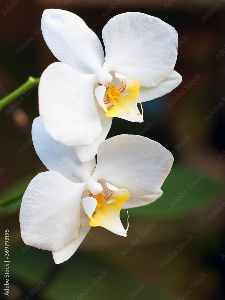 Fototapeta premium White orchids on dark background
