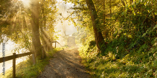 Panoramabild von einem Wanderweg durch einen Laubwald im Herbst © by paul