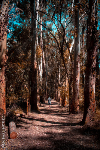 autumn in the forest