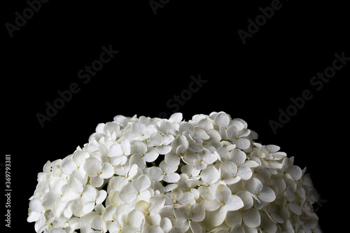 Hydrangea arborescens Annabelle isolated on a black background photo