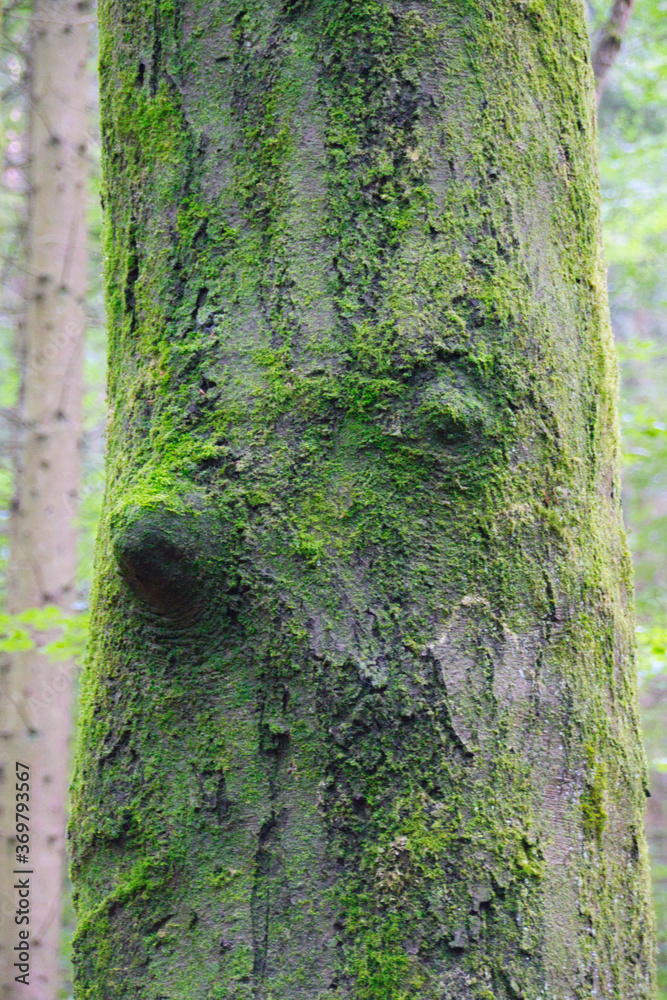 a tree with face stands in the forest a tree with face stands in the forest
