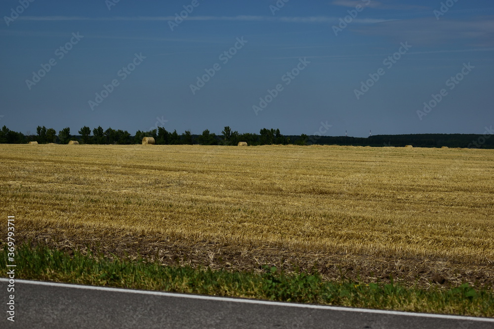 straw in large bales lies on the field