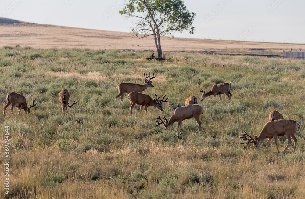 Mule Deer Bucks in Summer in Colorado Mule Deer Bucks in Summer in Colorado