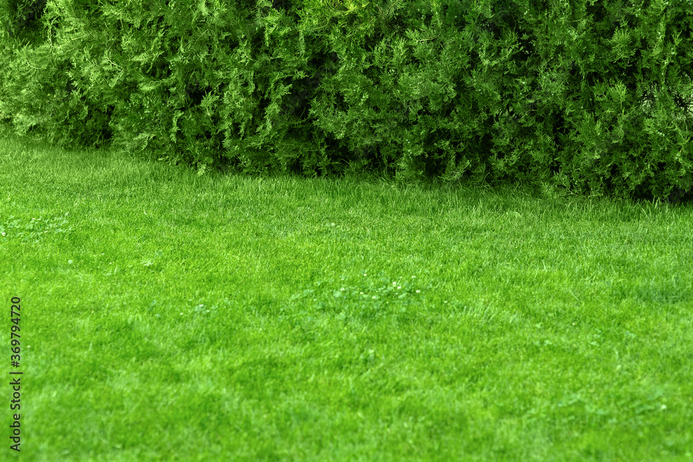 glade with green lawn with copy space of park landscape design, backyard with grass and thuja cypress bush.
