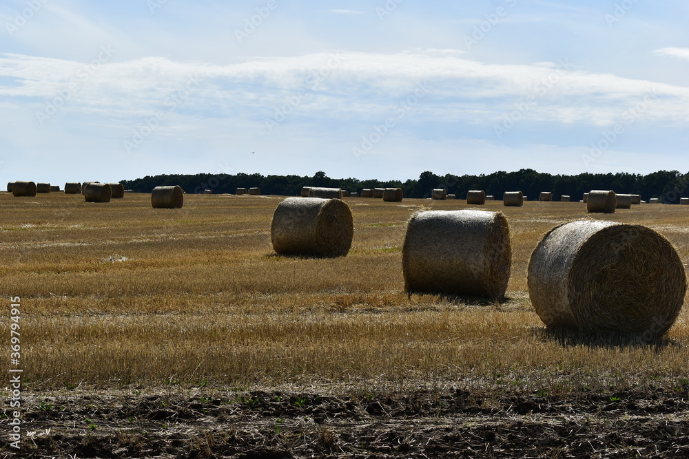 straw in large bales lies on the field