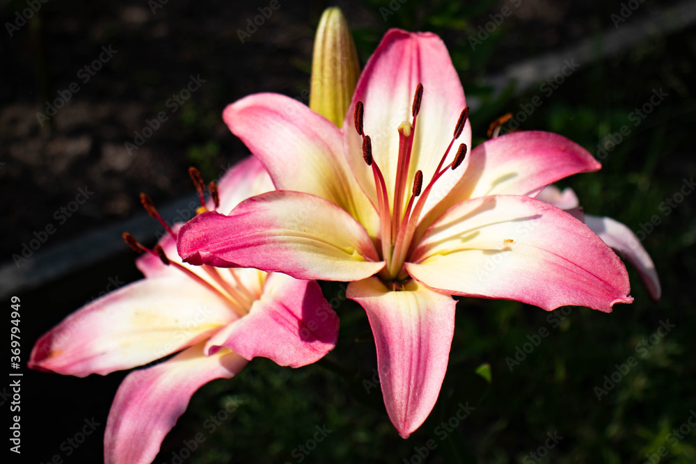 pink lily flower