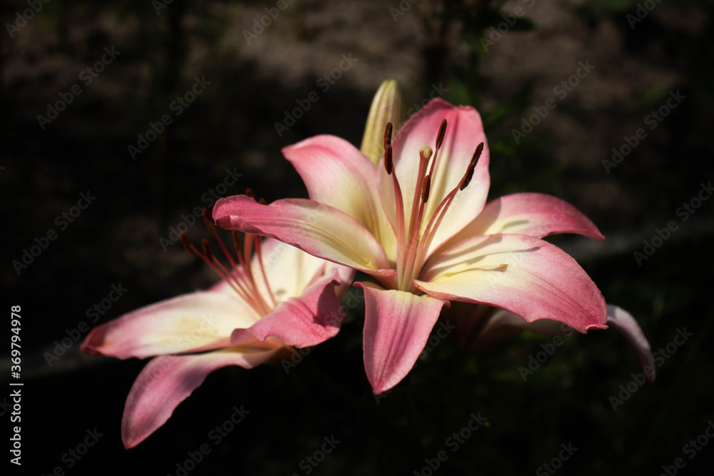 Naklejka premium pink lily flower