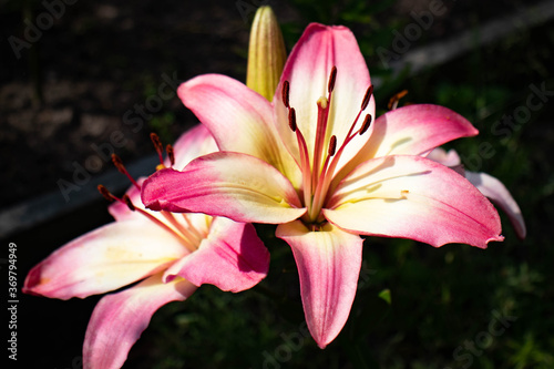 pink lily flower