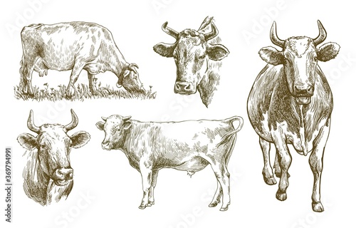 Fotobehang breeding cow