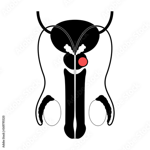 Male reproductive system