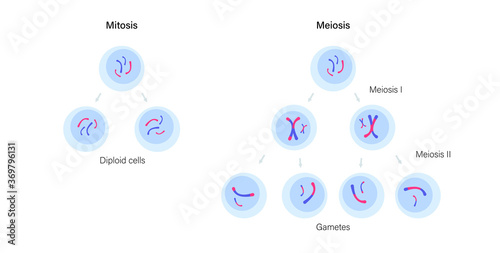 Mitosis and meiosis