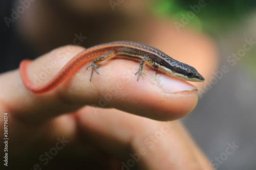A small lizard with a bright red tail, white belly and white stiped on his side sitting on a finger
