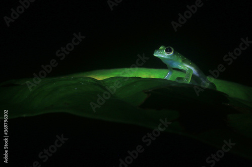 The Yellow-flecked Glass Frog, Cochranella albomaculata, a bright green tree frog with a white belly, a mysterous crystal frog against a dark background