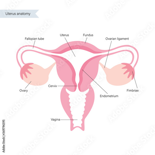 Reproductive system concept