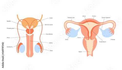 Reproductive system concept