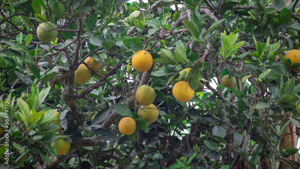 Photography of an oranges drop, with oranges yellow in the Valle del Cauca state, Colombia. 