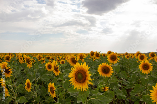 Sunflower field and sunflowers facing the sunrise.