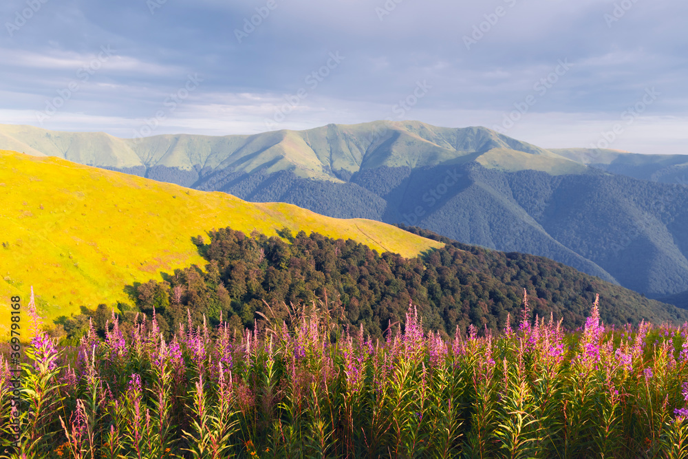 Obraz premium Pink blooming Sally flowers covered mountains meadow in summer time. Beauty sunset light glowing on a foreground. Landscape photography
