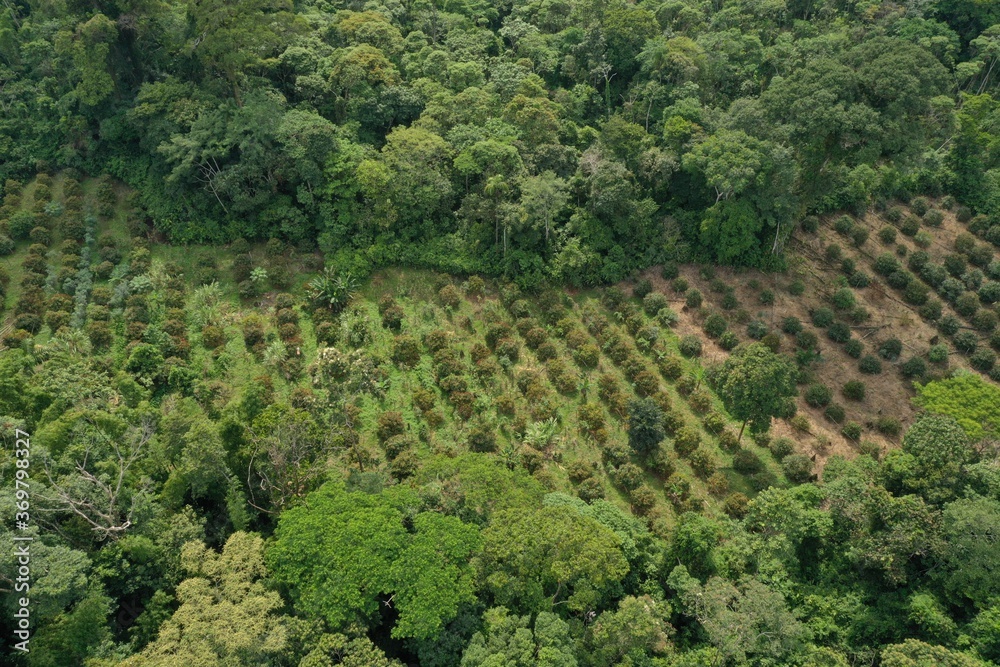 Aerial view of a small plantation of achiote that is located within tropical rainforest and of which the left half has been planted recently