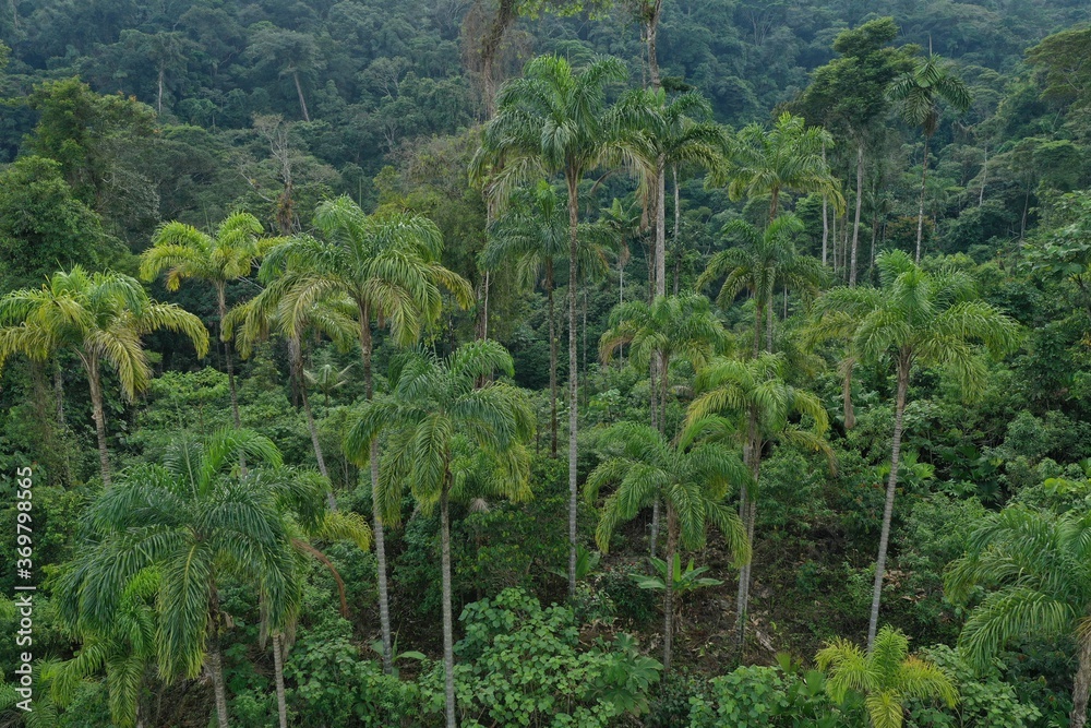 Aerial view of a palm plantation that shows many Chonta Duro, Bactris gasipaes or peach palms