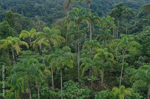 Aerial view of a palm plantation that shows many Chonta Duro, Bactris gasipaes or peach palms