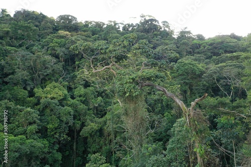 A Large tree that is growing sidewards with many lianes hanging down from the top