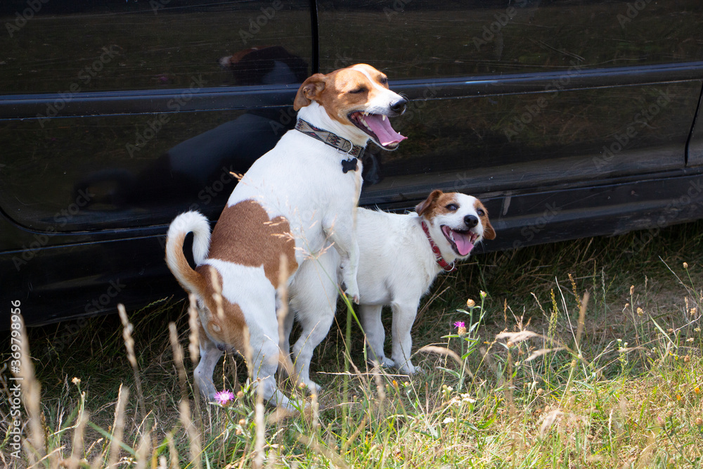 Jack 2025 russell mating