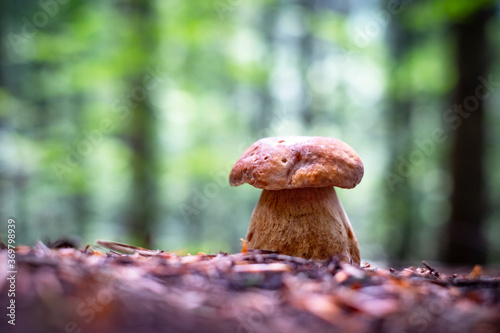 Big white mushroom porcini in autumn forest. Nature landscape photography