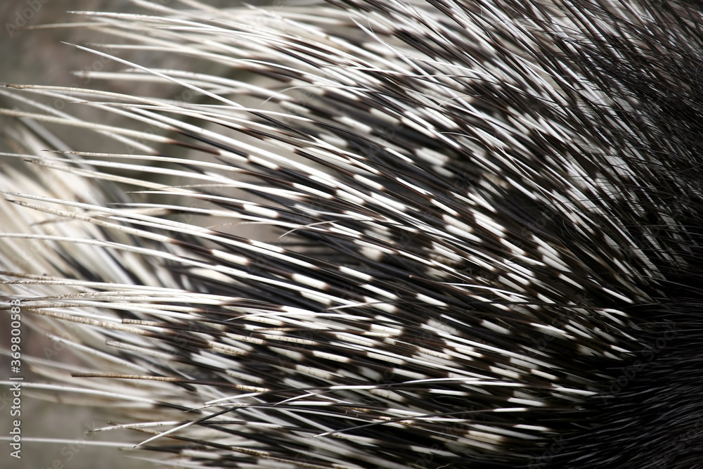 Naklejka premium Porcupine needle close-up. Zoology and fauna of mammals