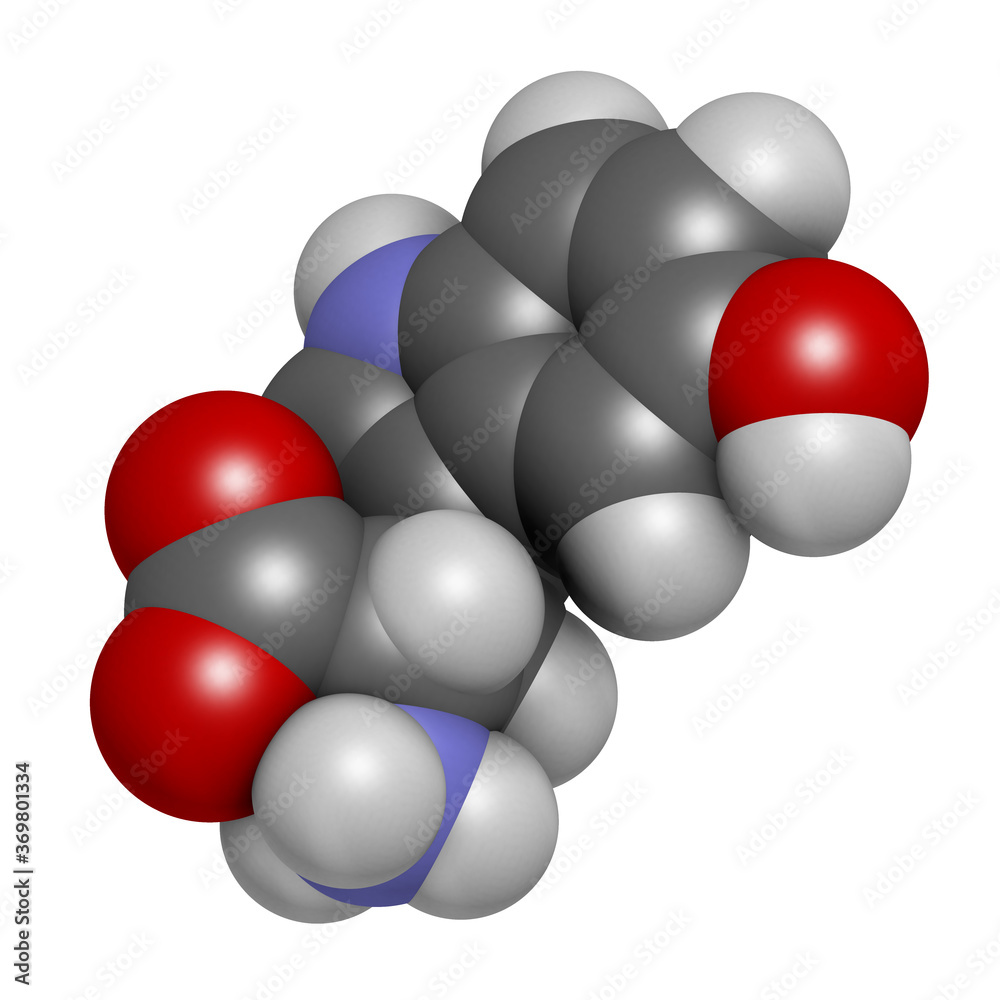5-Hydroxytryptophan amino acid molecule. 3D rendering. Atoms are represented as spheres with conventional color coding: hydrogen (white), carbon (grey), oxygen (red), nitrogen (blue). 5-Hydroxytryptophan amino acid molecule. 3D rendering. Atoms are represented as spheres with conventional color coding: hydrogen (white), carbon (grey), oxygen (red), nitrogen (blue).