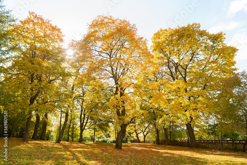 Beautiful landscape of tall autumn trees in the forest with sunlight beaming through the leaves