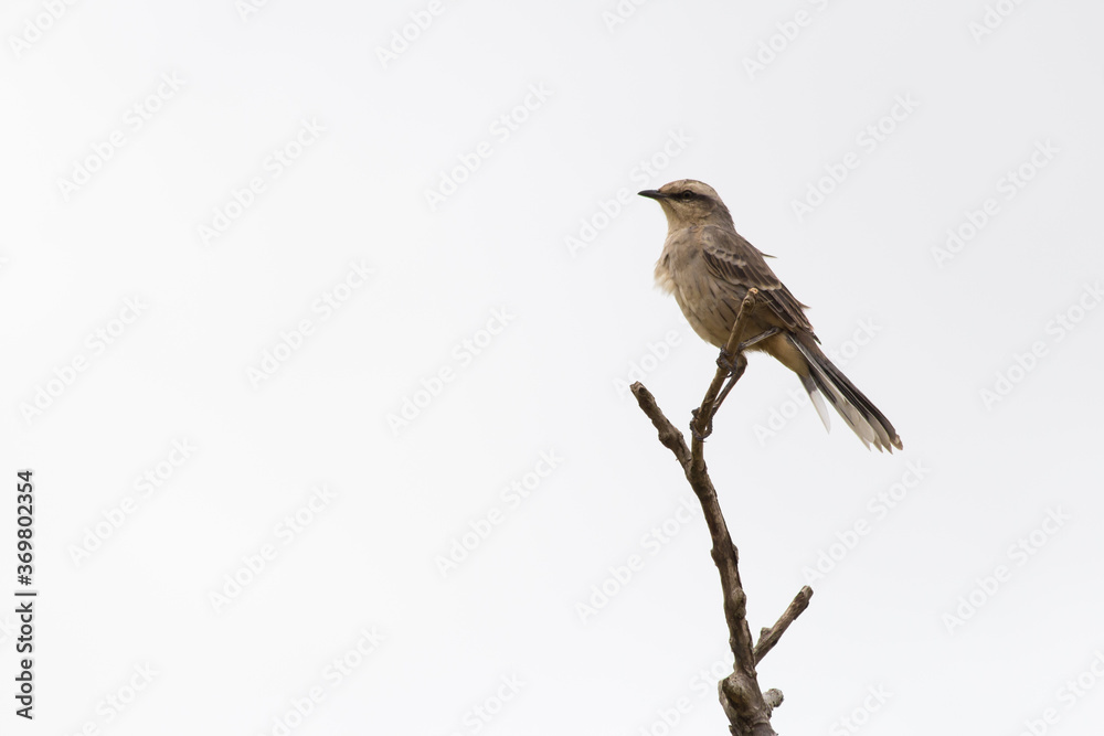 Fototapeta premium Bird from Serra da Canastra National Park - Minas Gerais - Brazil