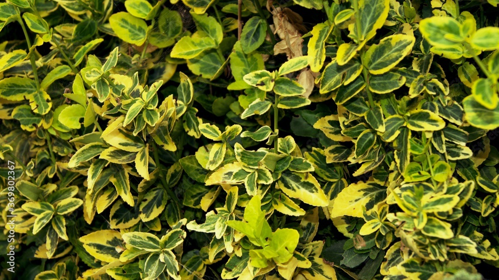 Fototapeta premium Green leaves of the bush as a background. 2
