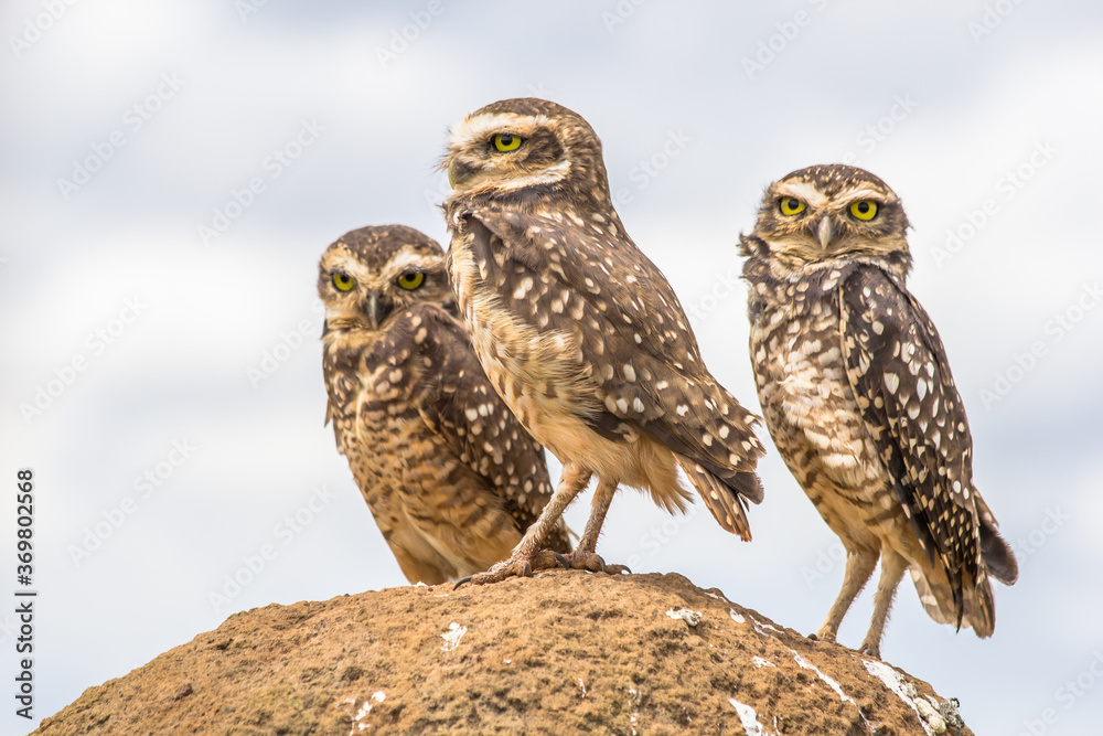 Owls from Serra da Canastra National Park - Minas Gerais - Brazil Owls from Serra da Canastra National Park - Minas Gerais - Brazil