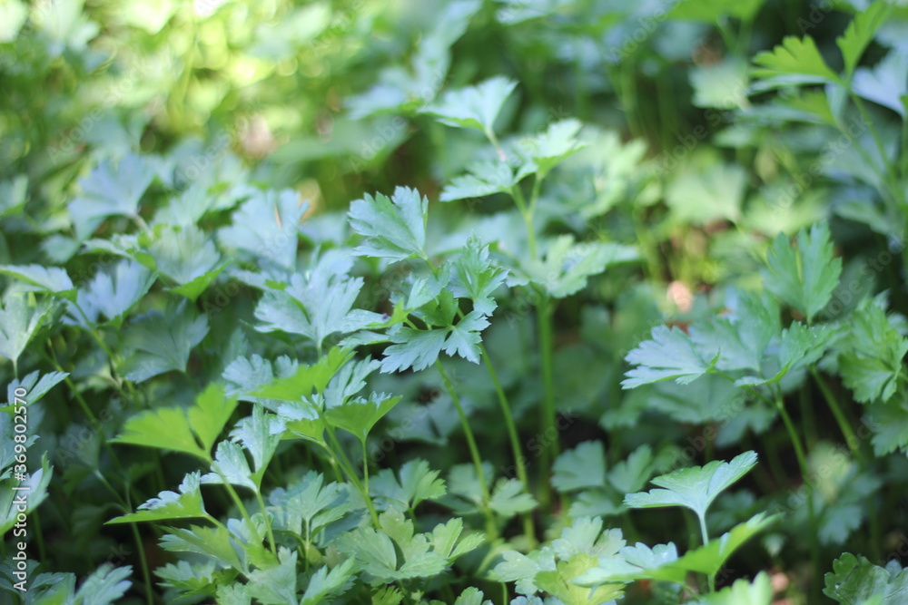 green leaves background green leaves background