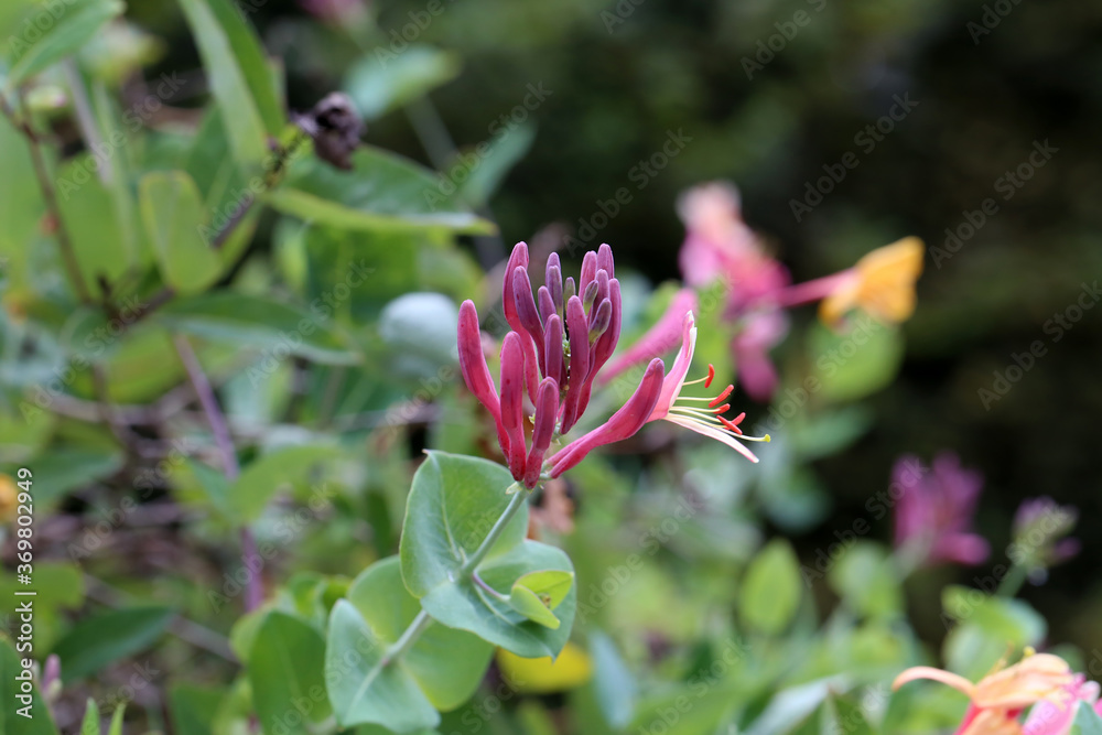 Flowers of perennial clematis vines in the garden Flowers of perennial clematis vines in the garden