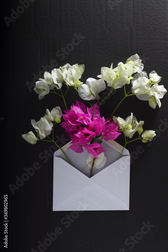 bougainvillea flora local flowers of asia arrangement in white envelope on background white