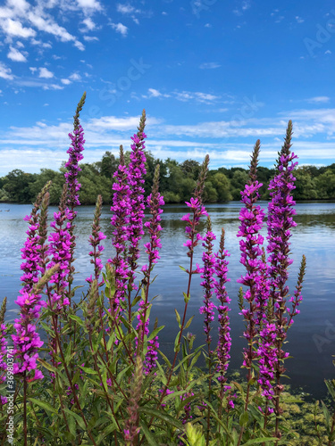 Thickets of Lythrum purple flowers on the shore of the lake with blue sky in Connaught water, England. Summer day.
