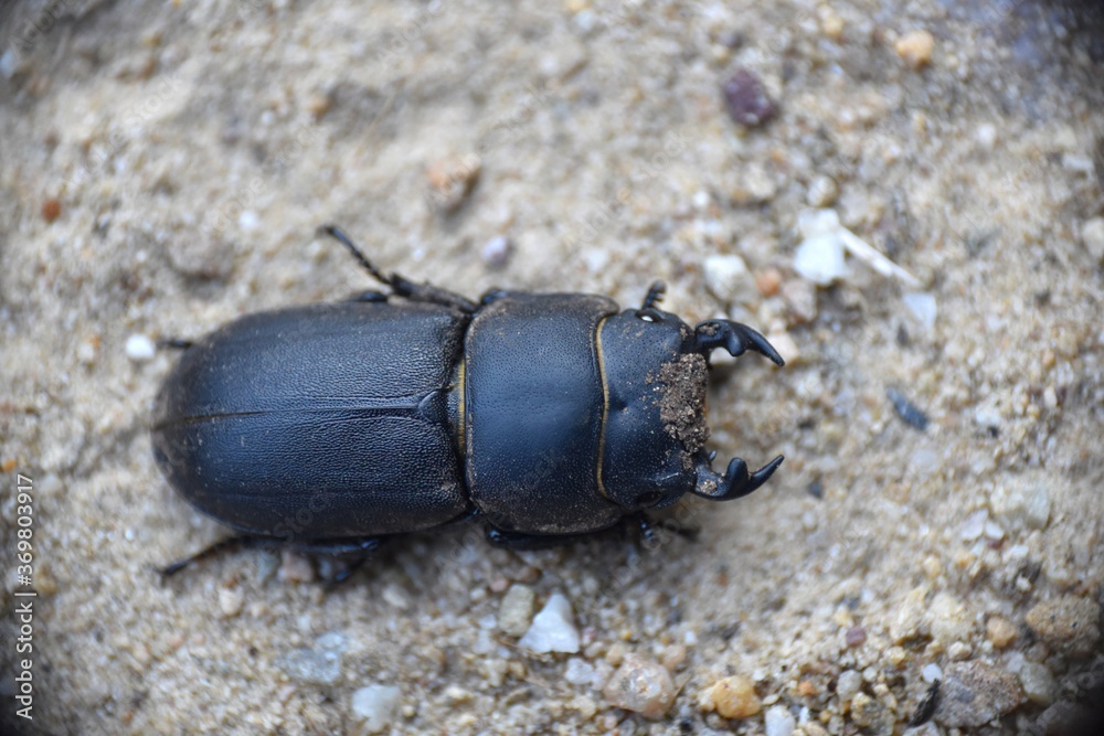 Lesser stag beetle (Dorcus parallelipipedus) on dirt and stone road.
