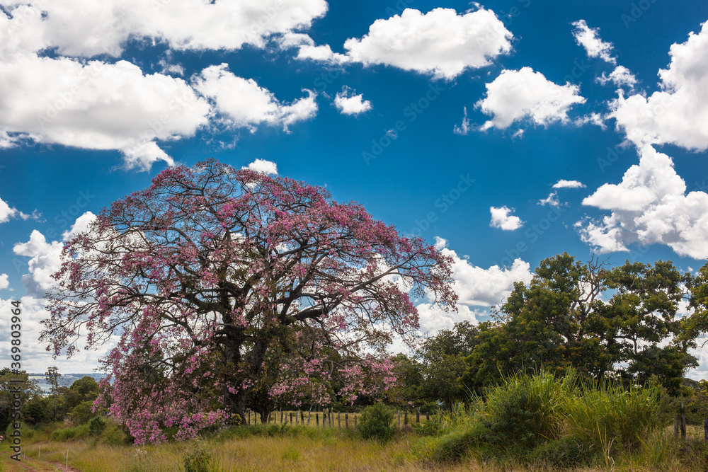 Typical purple tree of Brazil - Name in English: Pink Ipe or Pink Lapacho Typical purple tree of Brazil - Name in English: Pink Ipe or Pink Lapacho