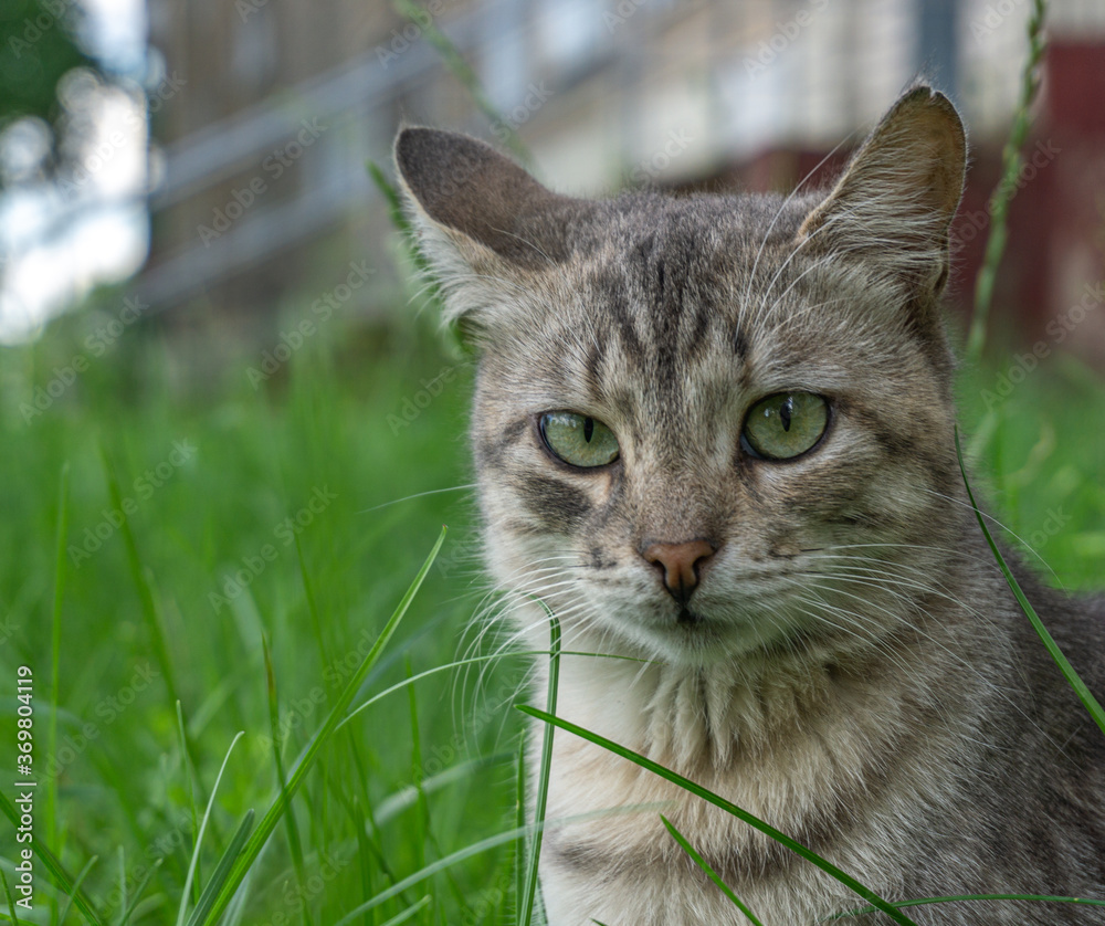 A wild gray cat sits in the grass and moves its ears against the backdrop of the house. A wild gray cat sits in the grass and moves its ears against the backdrop of the house.