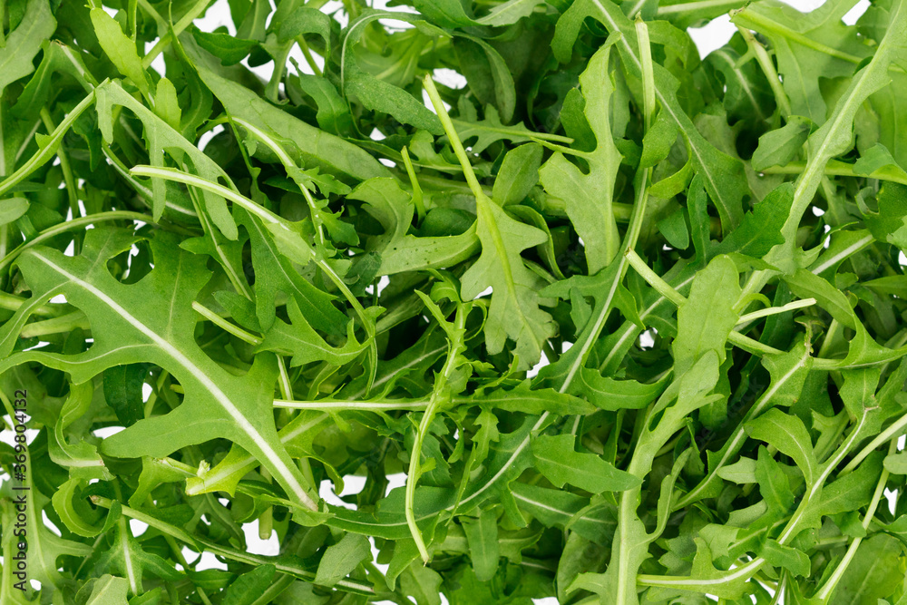 Background of fresh green arugula, close up. Background of fresh green arugula, close up.